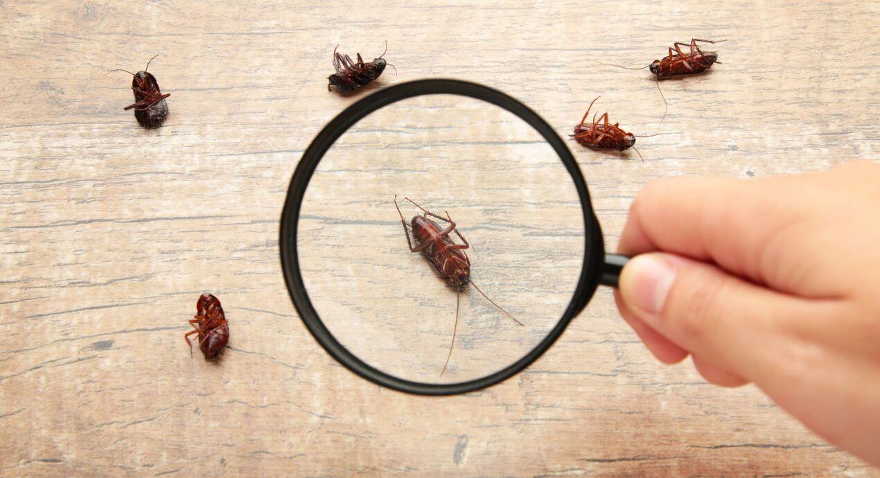 Prevent and Minimize Indoor Pests in Your House